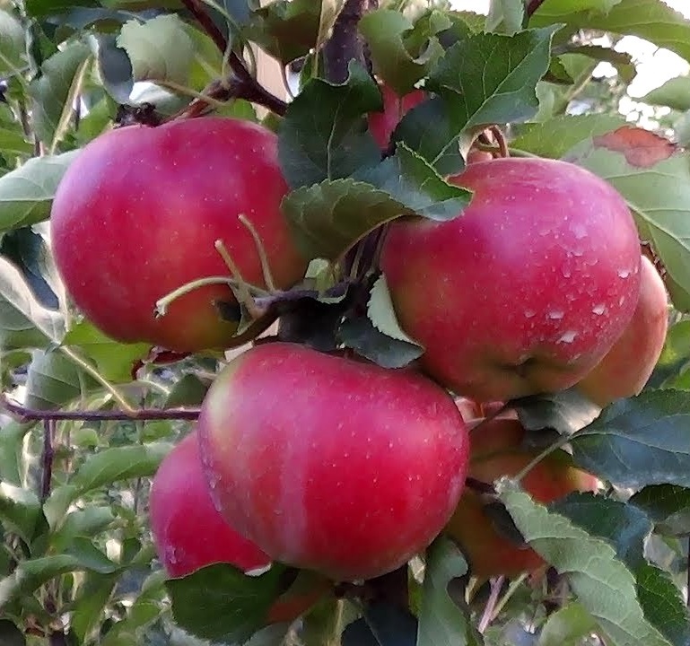 Купити Яблуню "Еліза"