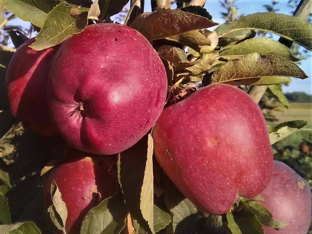 Купити Яблуню "Ерлі Ред Ван" (Ерован)