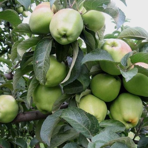 Купить Яблуню "КООП-10"