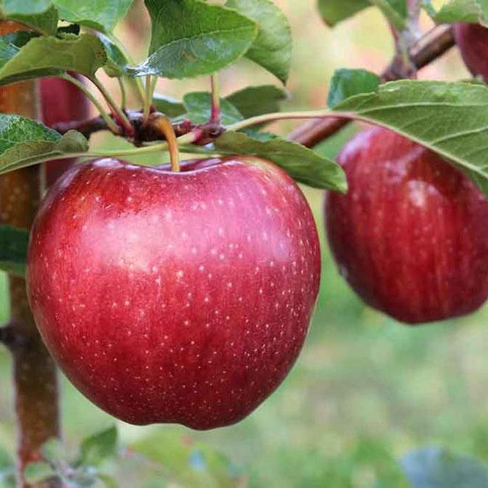 Купити Яблуню "Кадел"