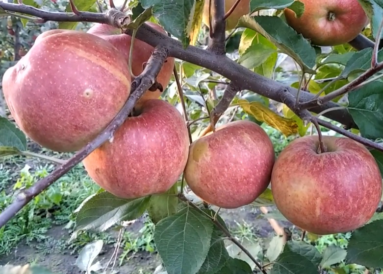 Купити Яблуню "Камео"