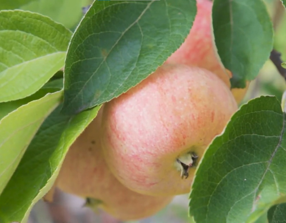 Купити Яблуню "Конфетне"