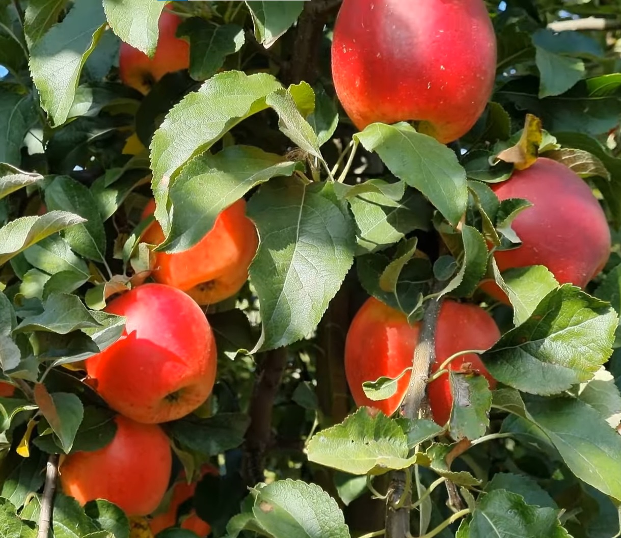 Купити Яблуню "Крімсон Крісп"