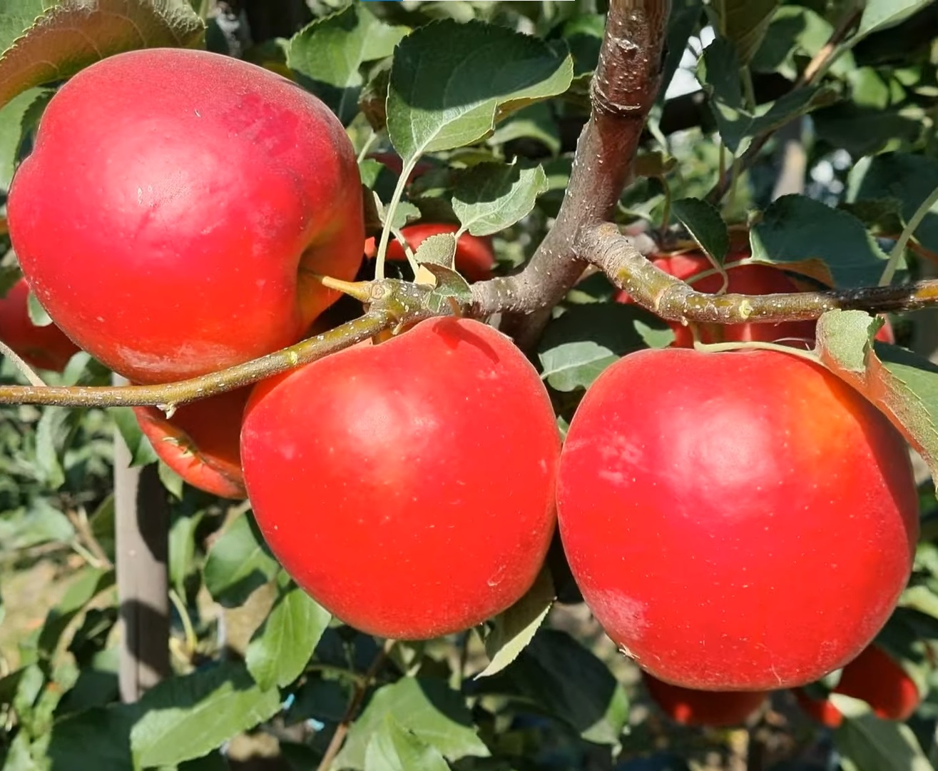 Купити Яблуню "Крімсон Крісп"