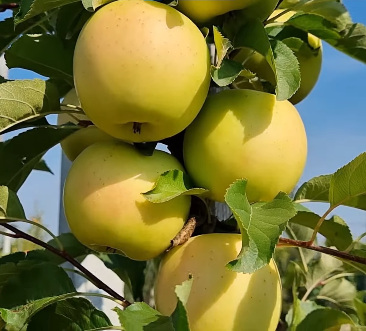 Купити Яблуню "Луна"