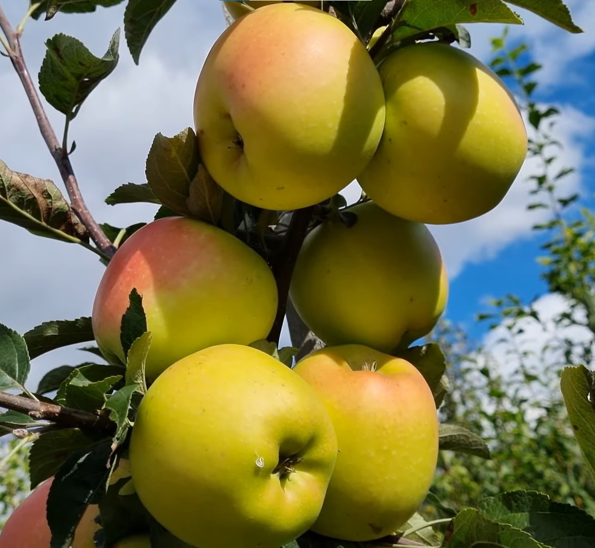 Купити Яблуню "Озарк Голд"