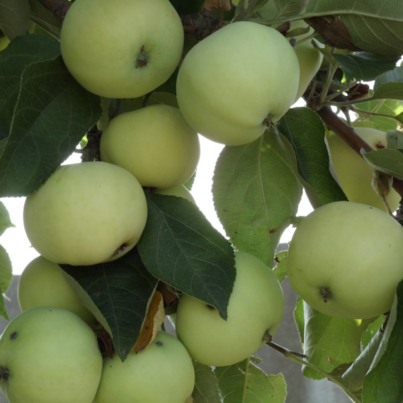 Купити Яблуню "Паперівка"