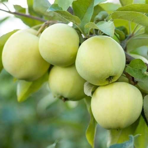 Купити Яблуню "Паперівка"