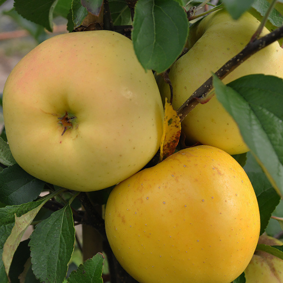 Яблоня "Пепенка Золотистая"