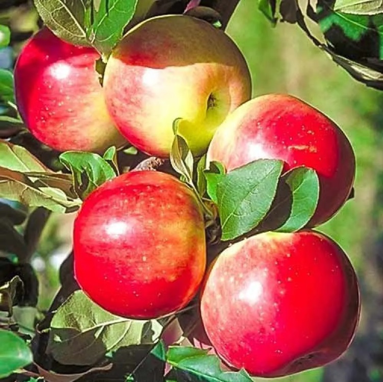 Купити Яблуню "Ревена"