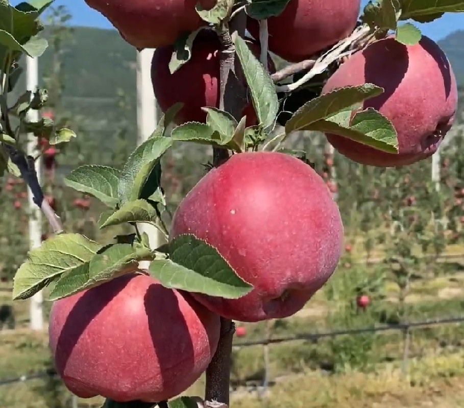 Купить Яблоню "Ред Велокс"