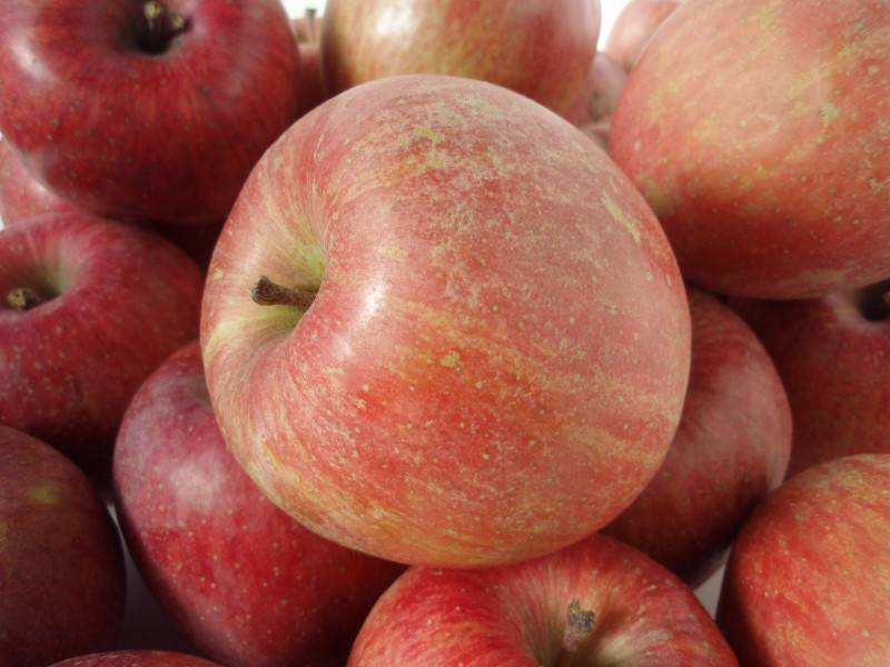 Купити Яблуню "Ред Фуджі"