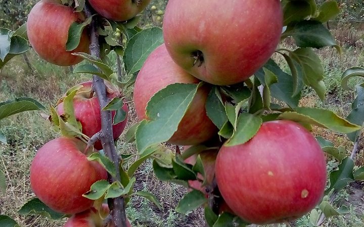 Купить Яблоню "Ренора"