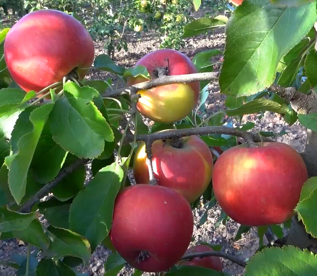 Купити Яблуню "Розелла"