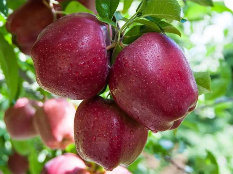 Купити Яблуню "Роял Ред Делішес"