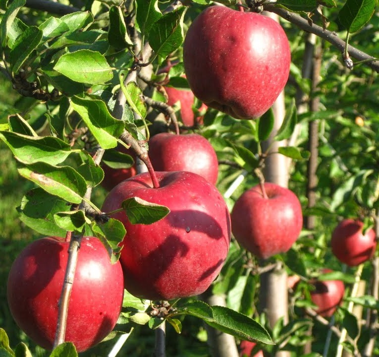Купити Яблуню "Ріхард"