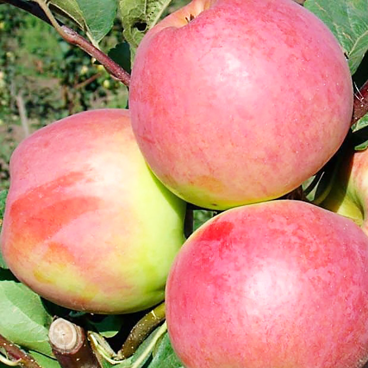 Купити Яблуню "Світ Кароліна"