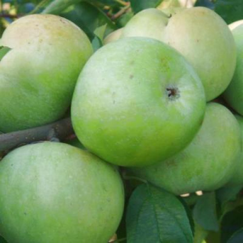 Купити Яблуню "Симиренківець"