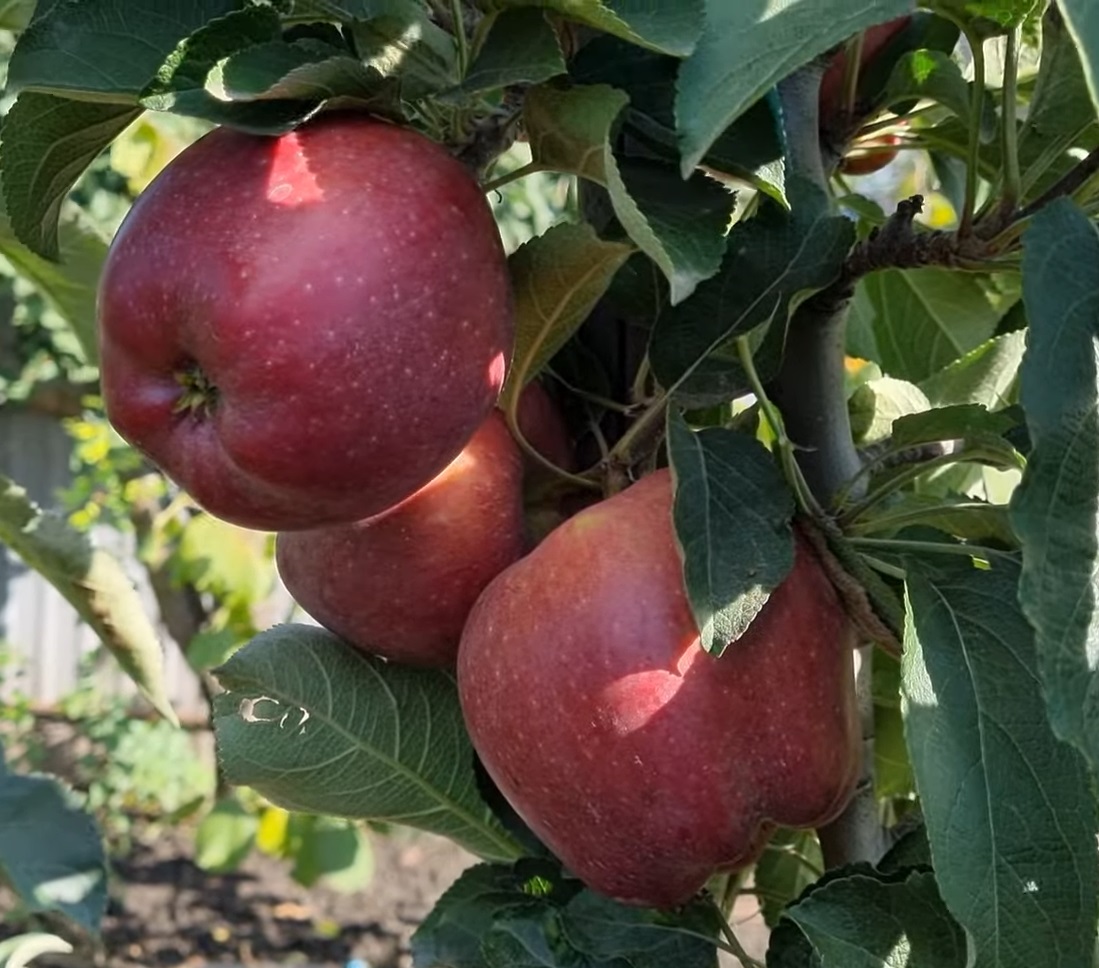 Купити Яблуню "Скарлет Спур"