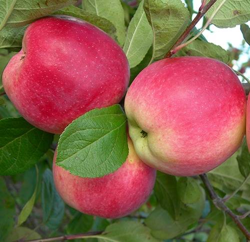 Купити Яблуню "Слава Переможцям"