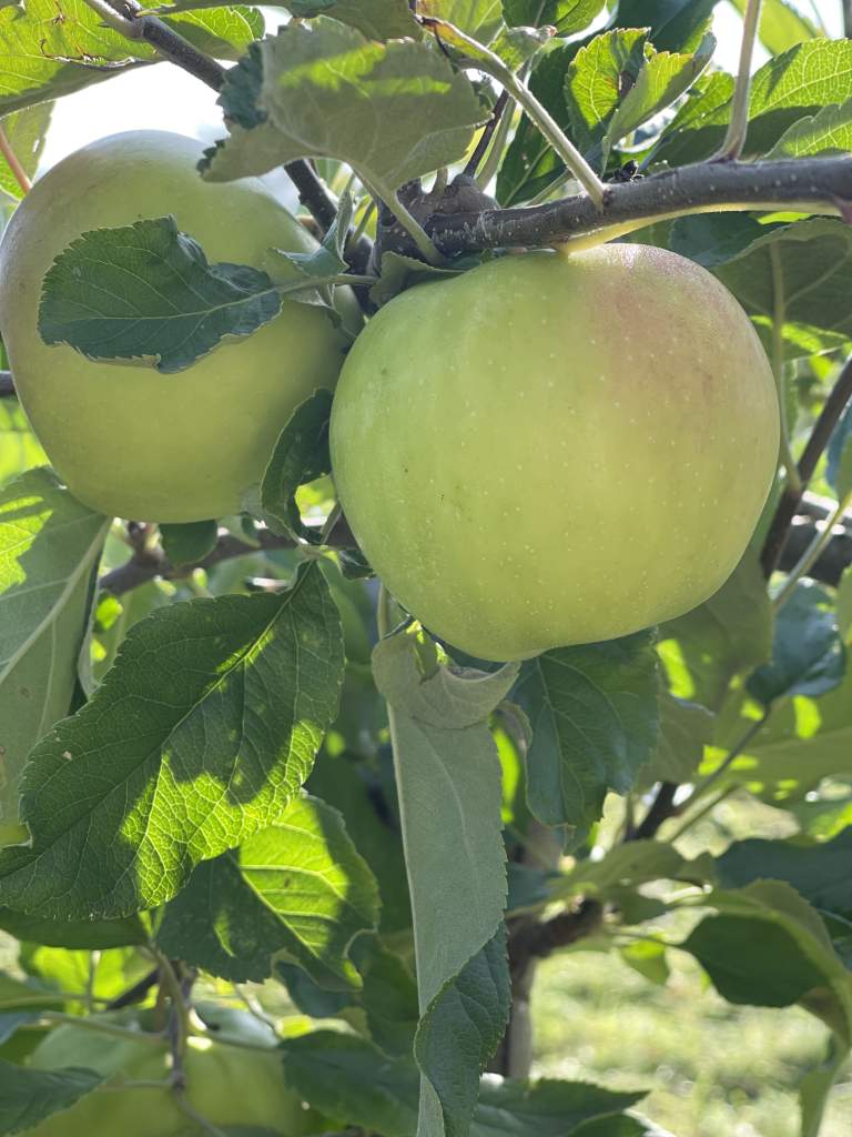 Купити Яблуню "Смеральда"