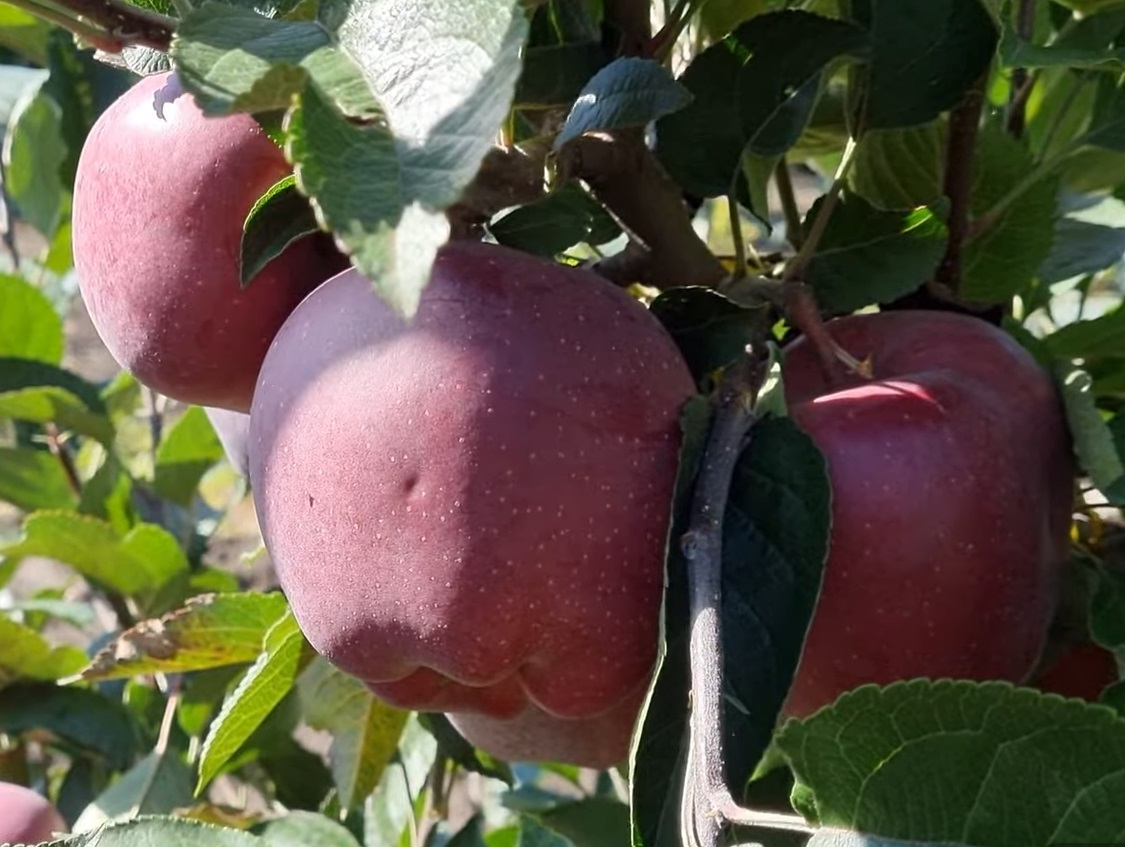 Купить Яблоню "Супер чиф Сандидж"