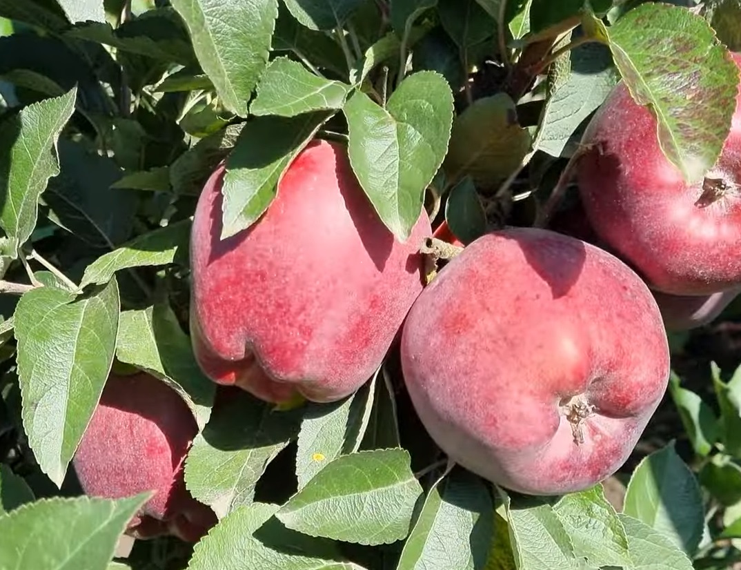 Купить Яблоню "Супер чиф Сандидж"