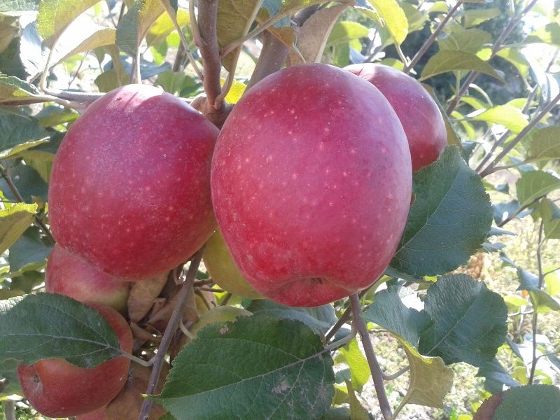 Купити Яблуню "Сінап Алматинський"