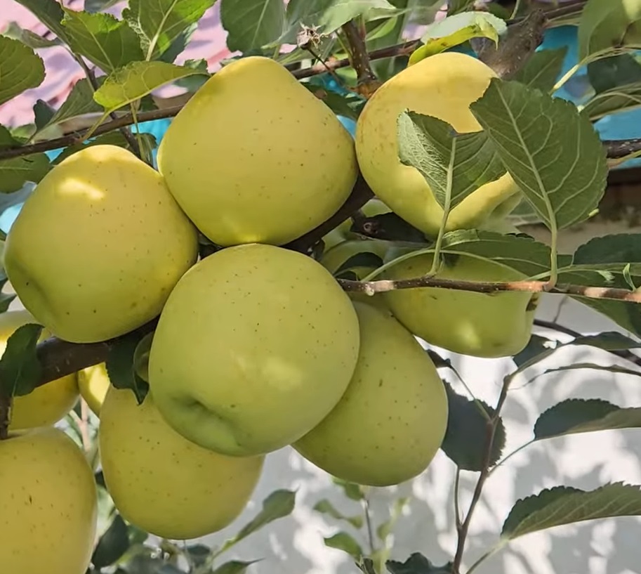 Купити Яблуню "Тентейшн"