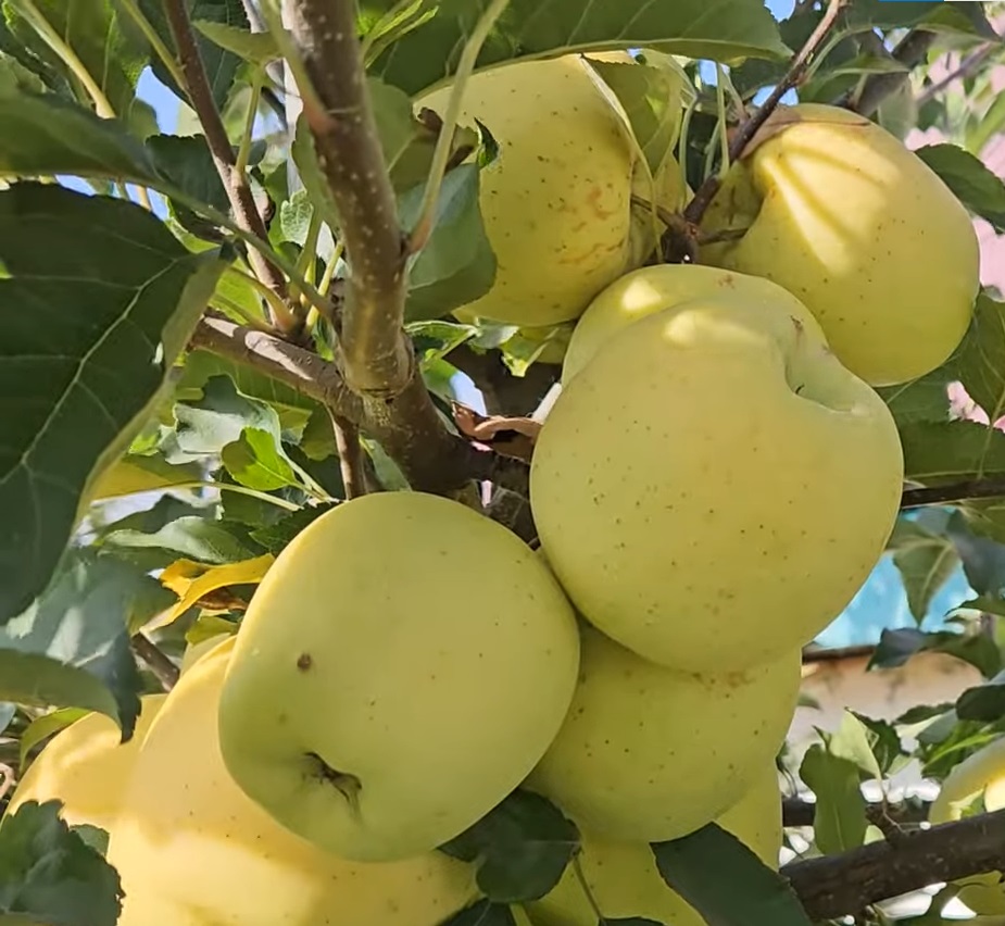 Купити Яблуню "Тентейшн"