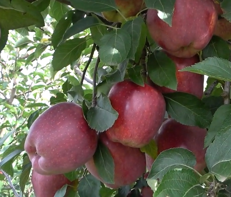 Купити Яблуню "Топ Ред"