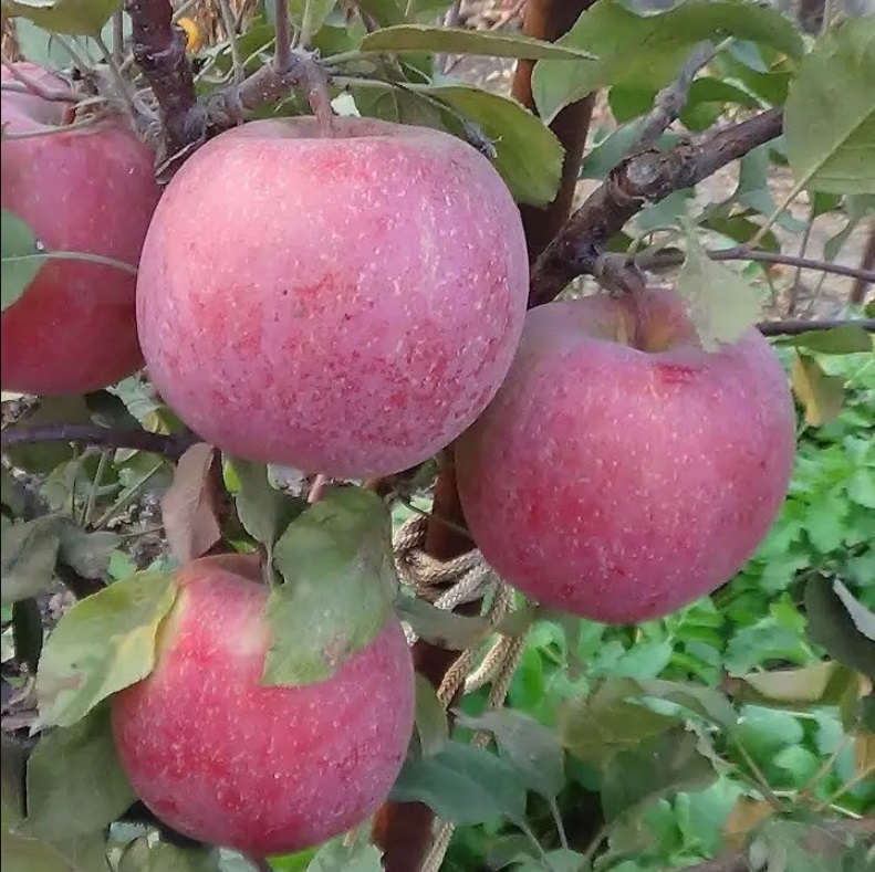 Купити Яблуню "Фуджі Кіку 8"