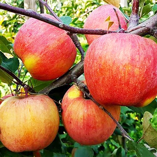 Купити Яблуню "Фуджі Кіку"