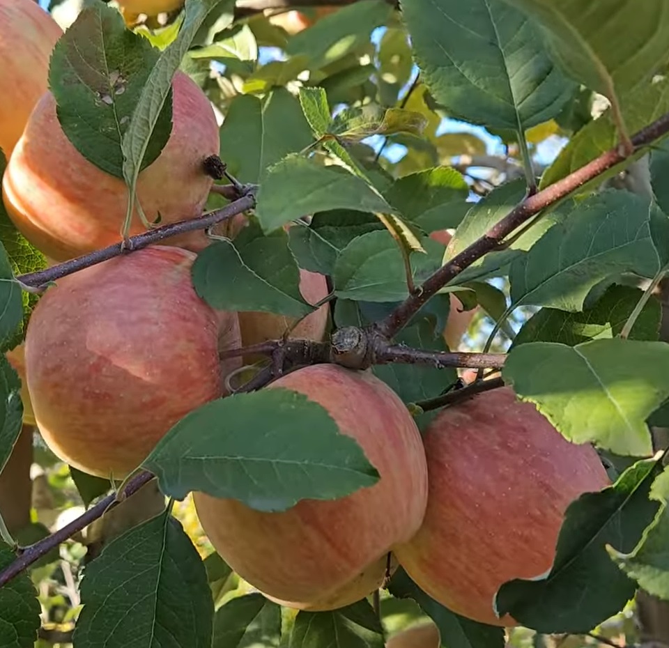 Купить Яблоню "Фуджи"