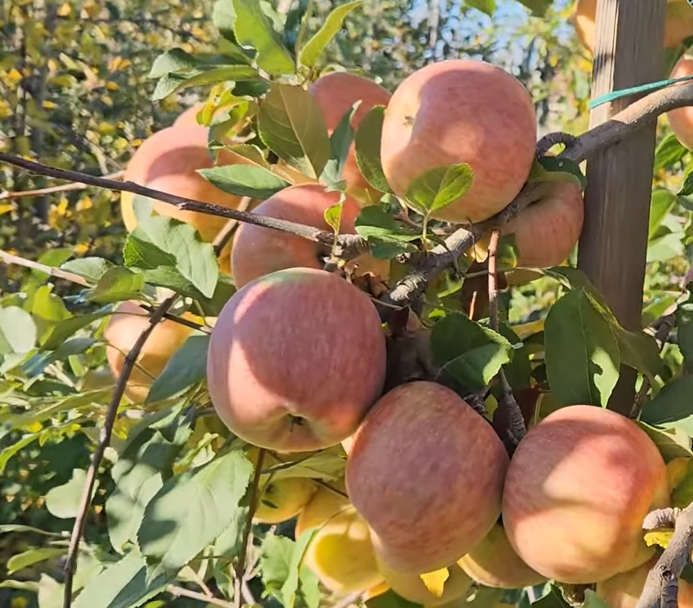 Купити Яблуню "Фуджі"