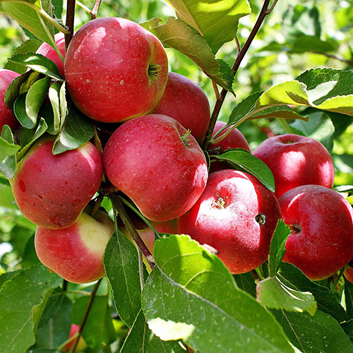 Купити Яблуню "Фукутамі"