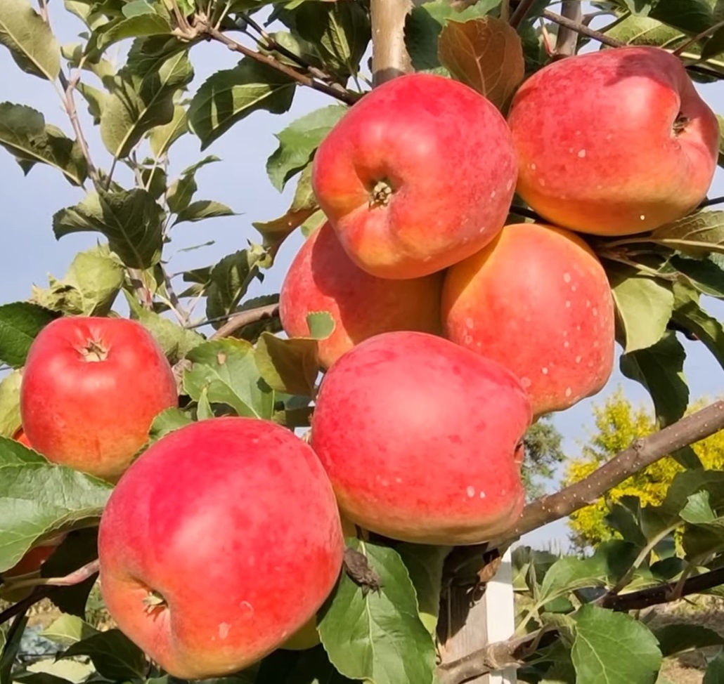 Купити Яблуню "Хармоні Делоріна"