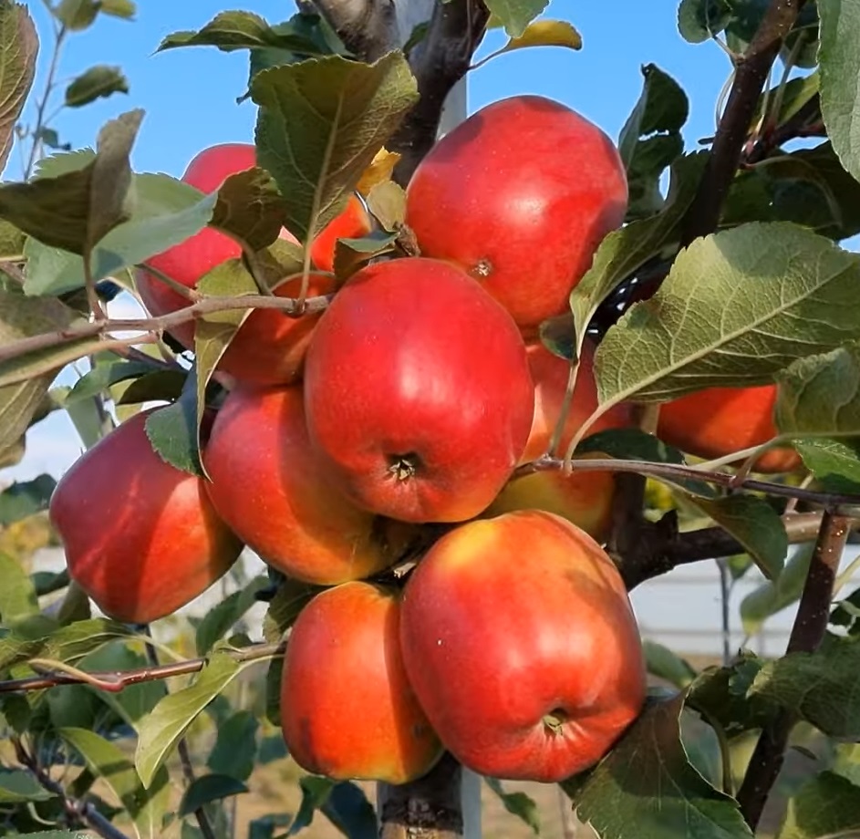 Купити Яблуню "Хармоні Делоріна"