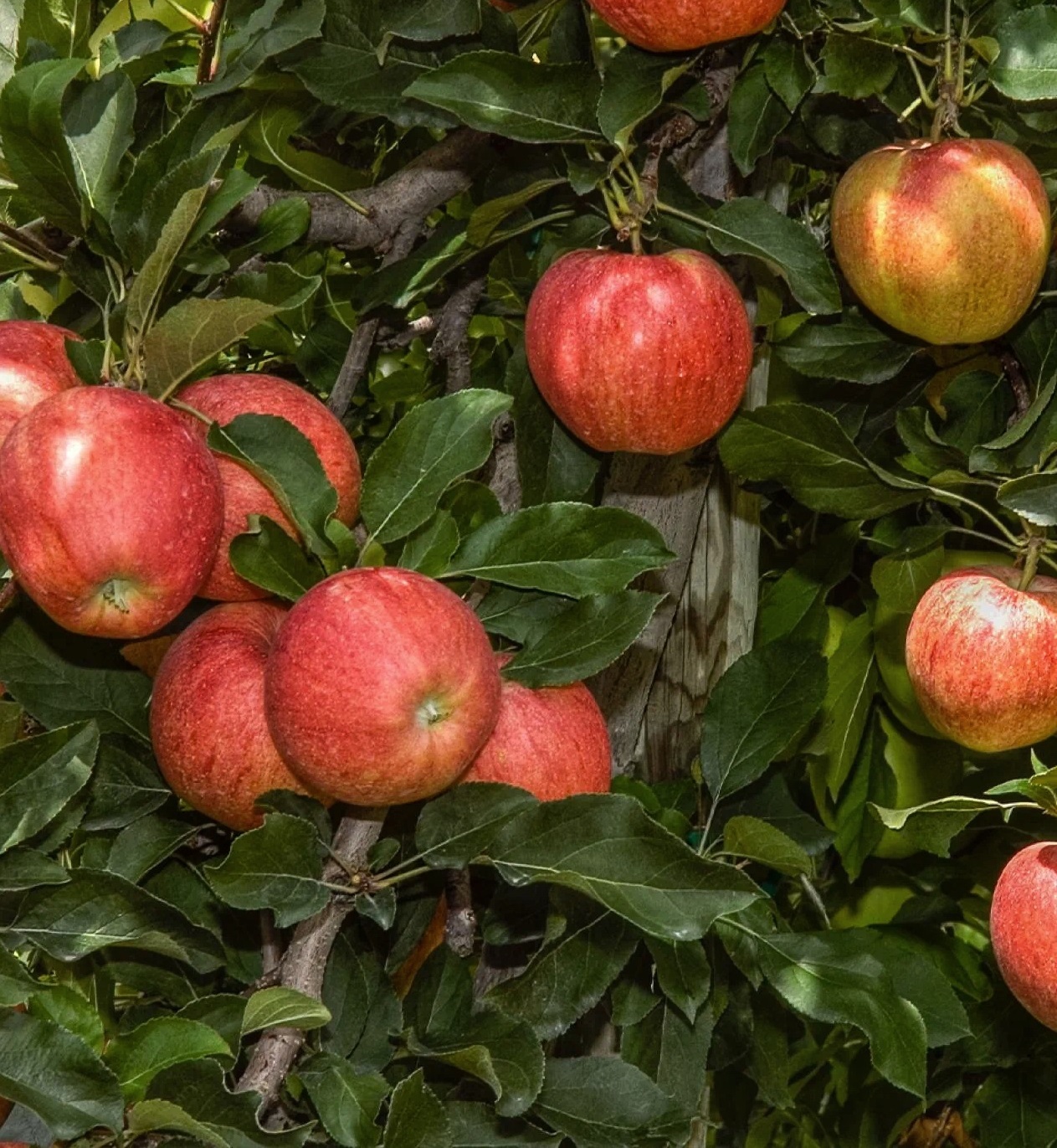 Купити Яблуню "Целесте"