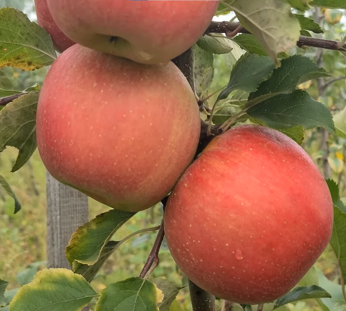 Купить Яблоню "Чемпион ред"