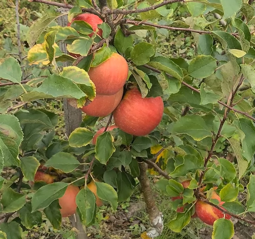 Купить Яблоню "Чемпион ред"