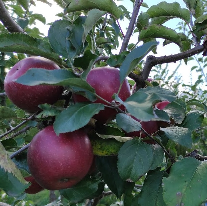 Купити Яблуню "Чорний принц"