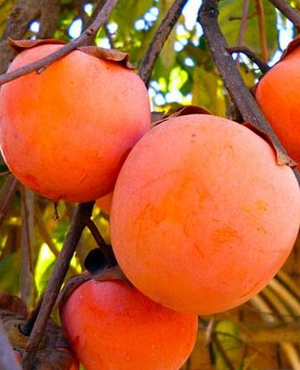 Купити саджанці хурми Янтарний Гігант 