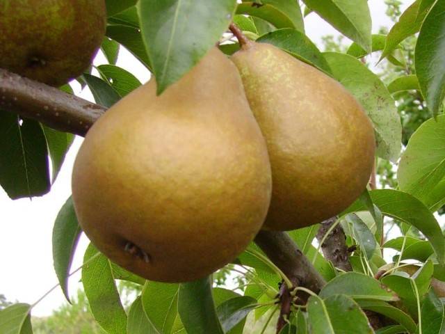 Купить Грушу "Анжелис"