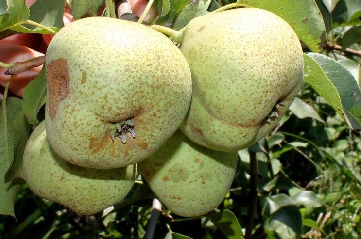 Купити Грушу "Бере зимова"