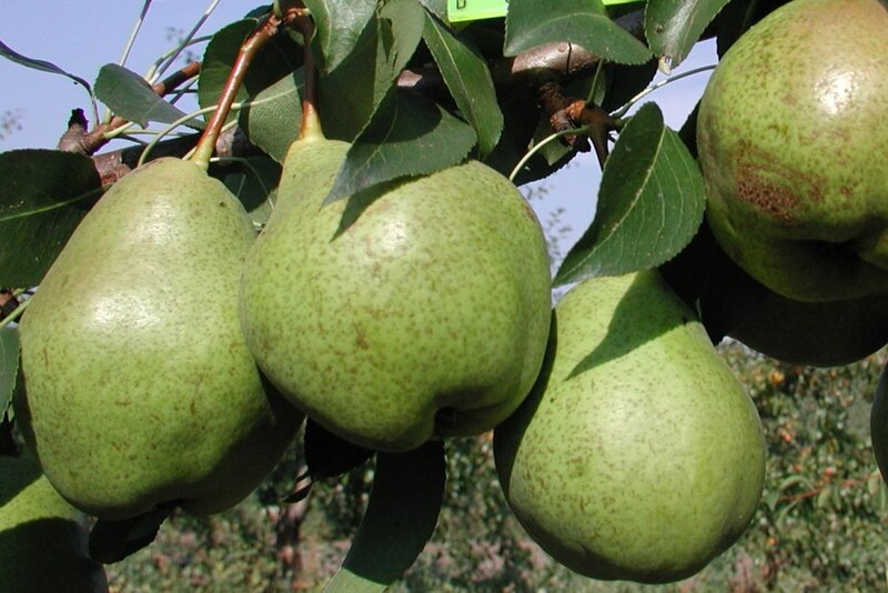 Купити Грушу "Бере зимова"