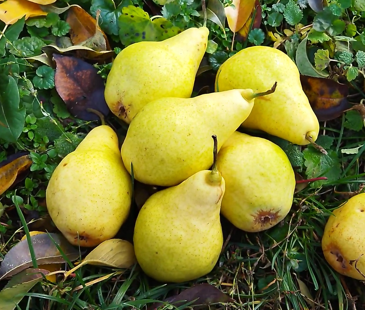 Купити Грушу "Бере Люка"