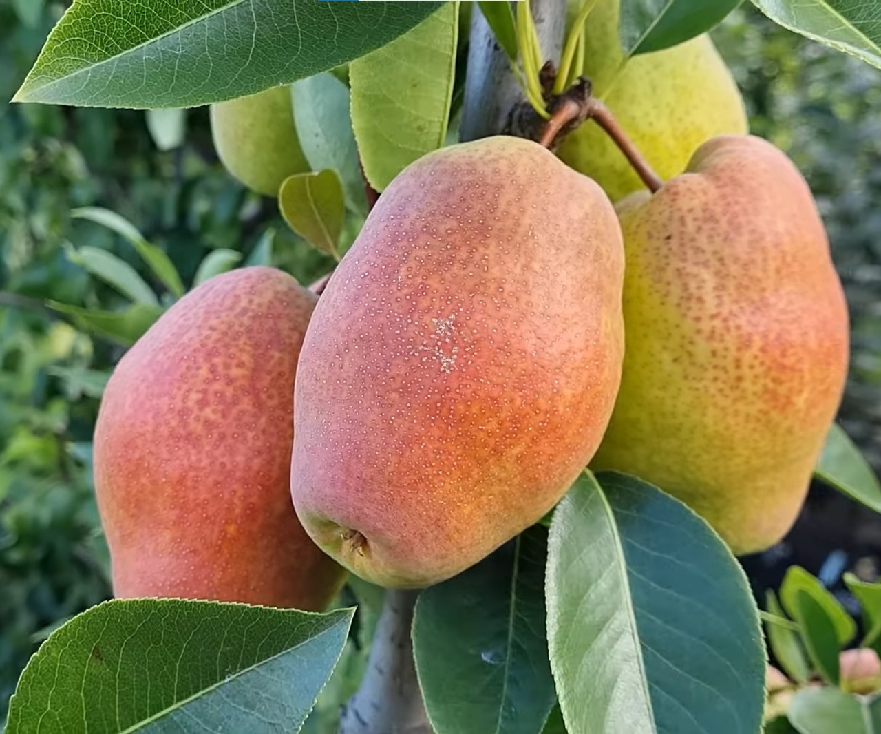 Купити Грушу "Киргизька зимова"