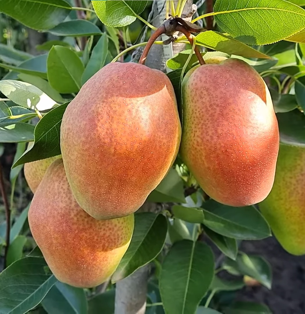 Купити Грушу "Киргизька зимова"