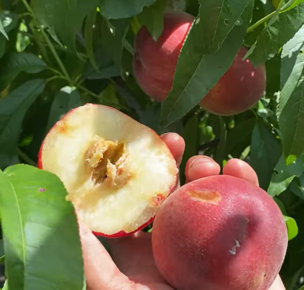 Купить Персик "Манон"